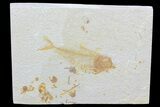 Diplomystus Fossil Fish - Wyoming #74583-1